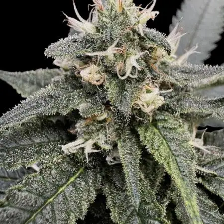 SuperBoof/clone/LSO