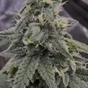 Divine Og Kush Bio