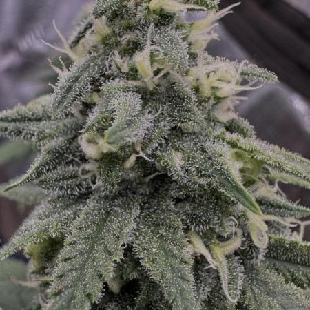 Divine Og Kush Bio