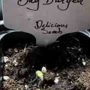 Bay Burger 1in