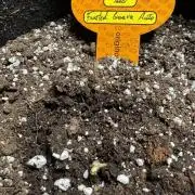 Frosted Guava Auto