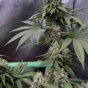 Pure skunk Go Fast