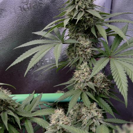 Pure skunk Go Fast