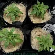 Sunset Sherbet Go Fast