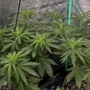 Sour Diesel