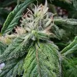 Auto Moon Rock