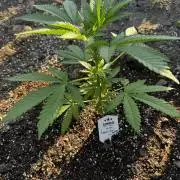 Amnesia Haze GoFast