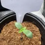 Divine Og Kush