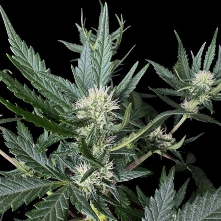 LSO:Purple punch Auto