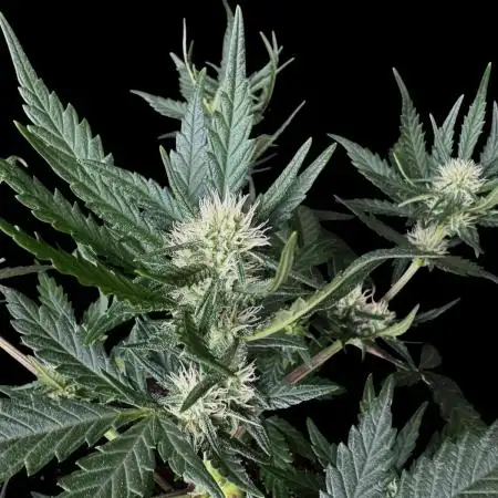 LSO:Purple punch Auto