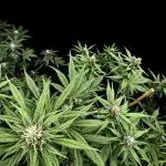FrostBanger Auto