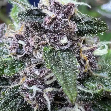 Purple Punch auto