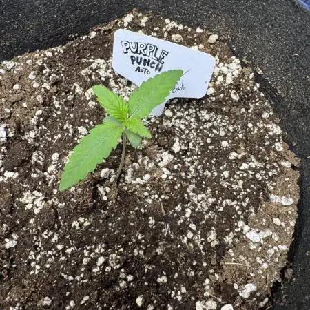 Purple Punch auto