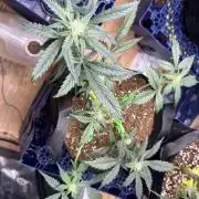 Opiom Auto #3