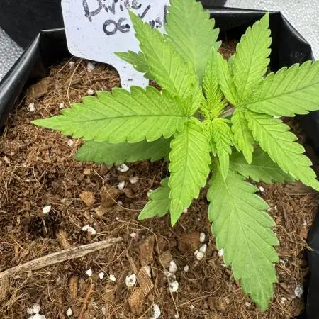 Divine Og Kush