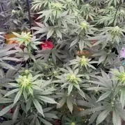Sour Diesel