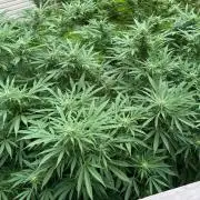 White Widow