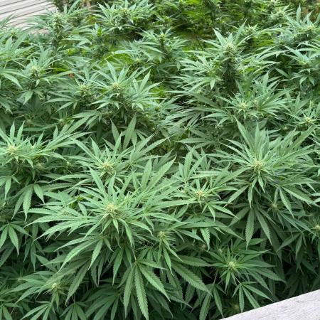 White Widow