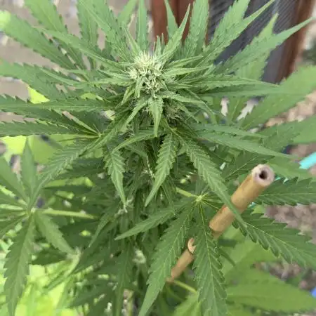 Black Dog Auto