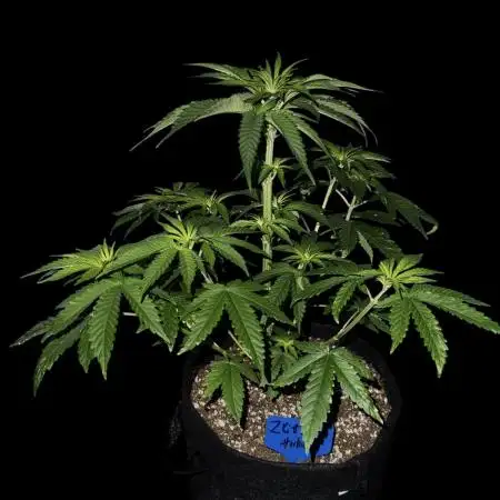 Zkittlez