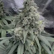 Divine Og Kush Bio