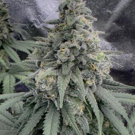 Divine Og Kush Bio