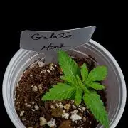 Gelato