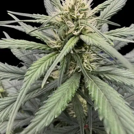 Strawberry gorilla