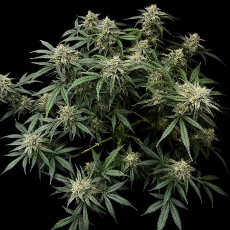 Cookies Apple Og F1 auto