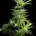 2x Futur #1 Auto