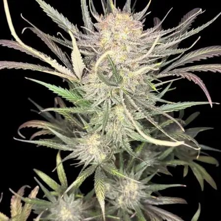 Moon Rock auto #2