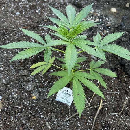 Amnesia Haze GoFast