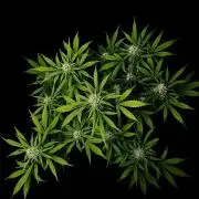 ?Delicious Cookies Auto #3?