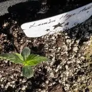 Lemon haze Auto