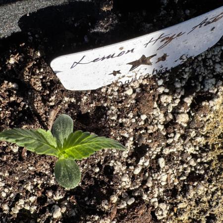 Lemon haze Auto