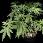 Purple Punch auto