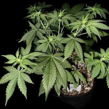 Purple Punch auto