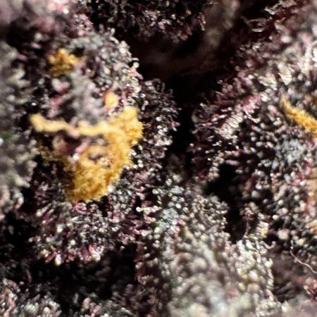 Devil Cream auto
