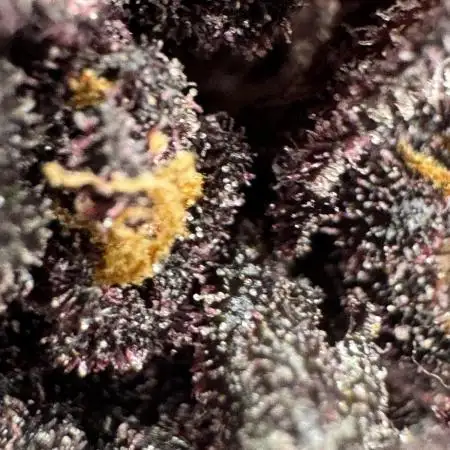 Devil Cream auto