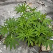 Golosa