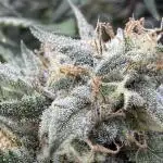 Cookies Apple Og F1 auto