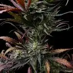 Moon Rock auto #2