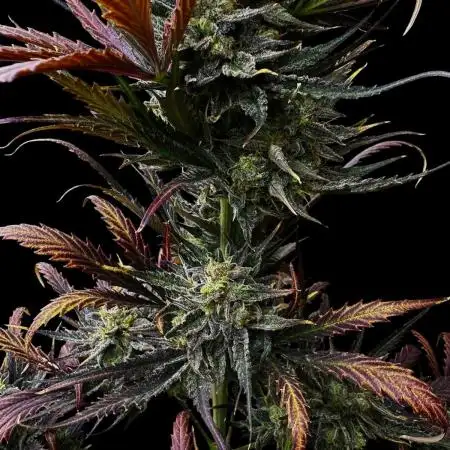 Moon Rock auto #2