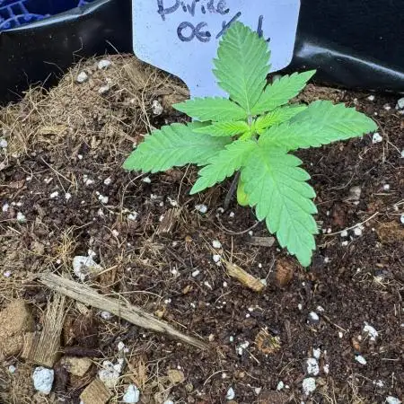 Divine Og Kush