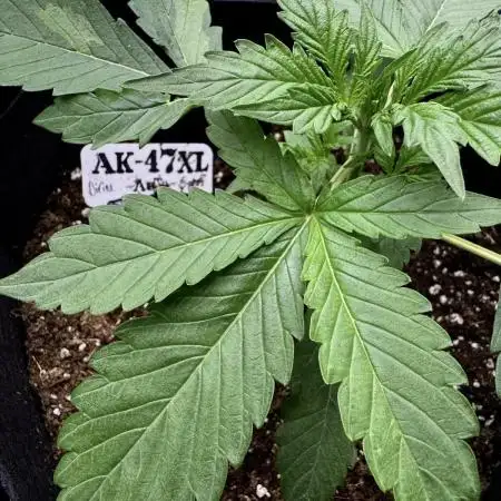Ak-47 auto