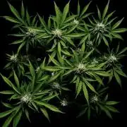 Delicious Cookies Auto #3?