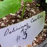 ?Delicious Cookies Auto #3?
