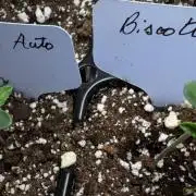 Biscotti Auto