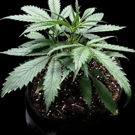 Moon Rock auto #2