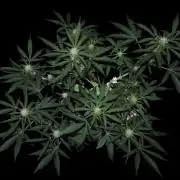 ?Delicious Cookies Auto #3?